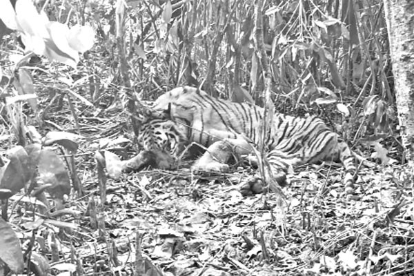 সুন্দরবনে ফাঁদ, প্রাণ হারাচ্ছে বন্যপ্রাণী