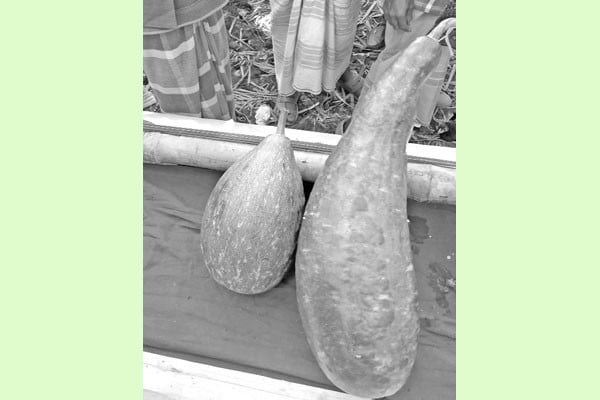 এক জোড়া লাউ বিক্রি ১৮ হাজার টাকায়!