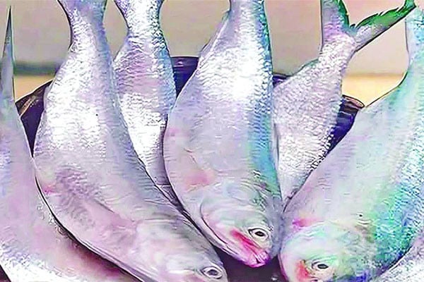 ইলিশ যেন সোনার হরিণ