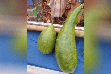 সুনামগঞ্জে নিলামে এক জোড়া লাউ ১৮ হাজার টাকায় বিক্রি!