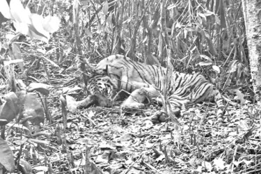 সুন্দরবনে ফাঁদ, প্রাণ হারাচ্ছে বন্যপ্রাণী