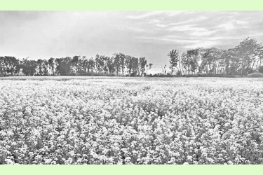 সরিষার ভালো ফলনের আশা কৃষকের