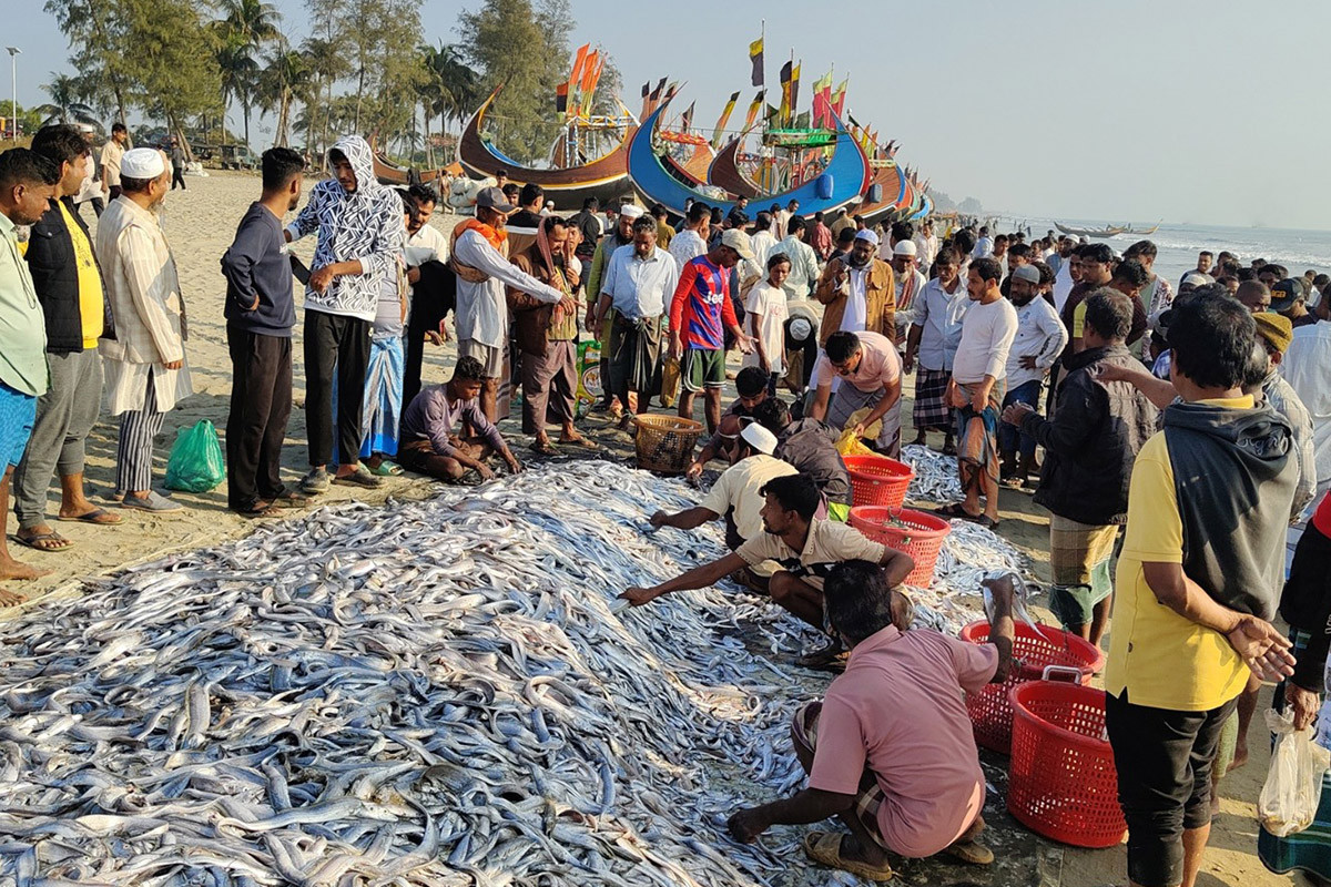টেকনাফে এক জালে ধরা পড়ল ১০৬ মণ মাছ, ৯ লাখে বিক্রি