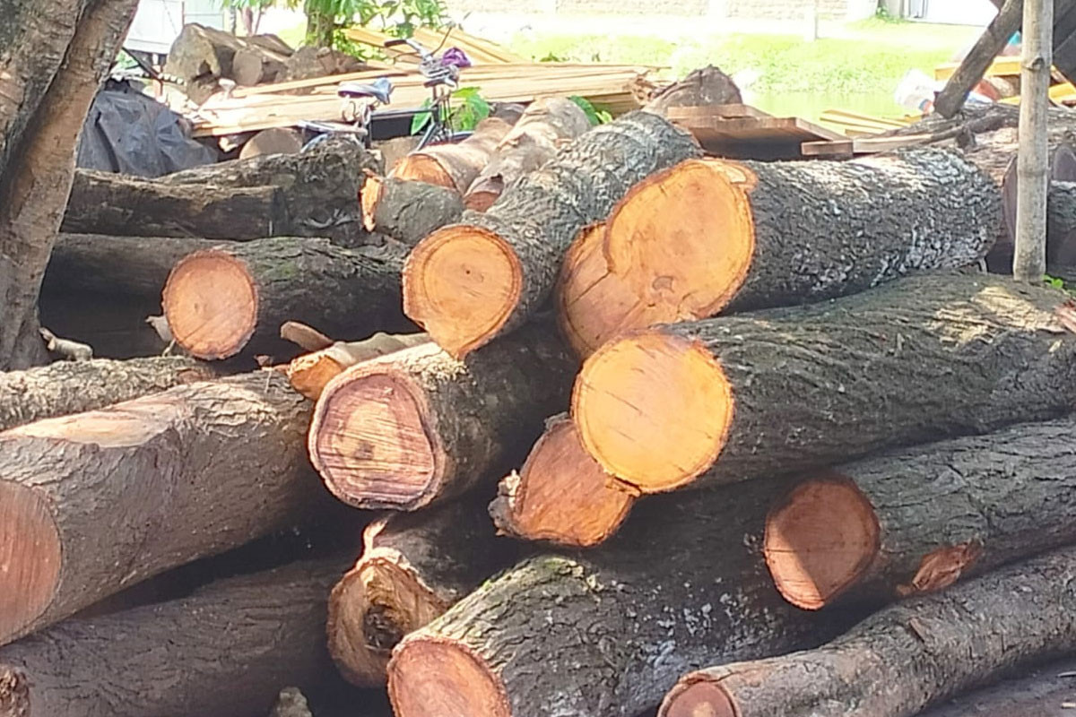 উত্তরাঞ্চলে বাড়ছে বৃক্ষনিধন, ঝুঁকিতে পরিবেশ