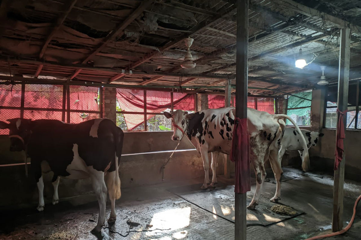 শীতে কমছে গবাদিপশুর খাদ্য গ্রহণের ক্ষমতা, বাড়ছে রোগবালাই