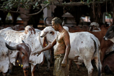 ভারতে ক্যানসার গবেষণার নামে গোবর গোমূত্রে কোটি রুপি লোপাট