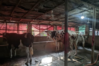 শীতে কমছে গবাদিপশুর খাদ্য গ্রহণের ক্ষমতা, বাড়ছে রোগবালাই