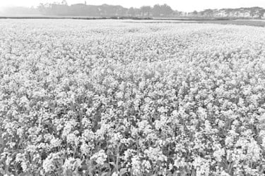 মাঠজুড়ে হলুদ গালিচা