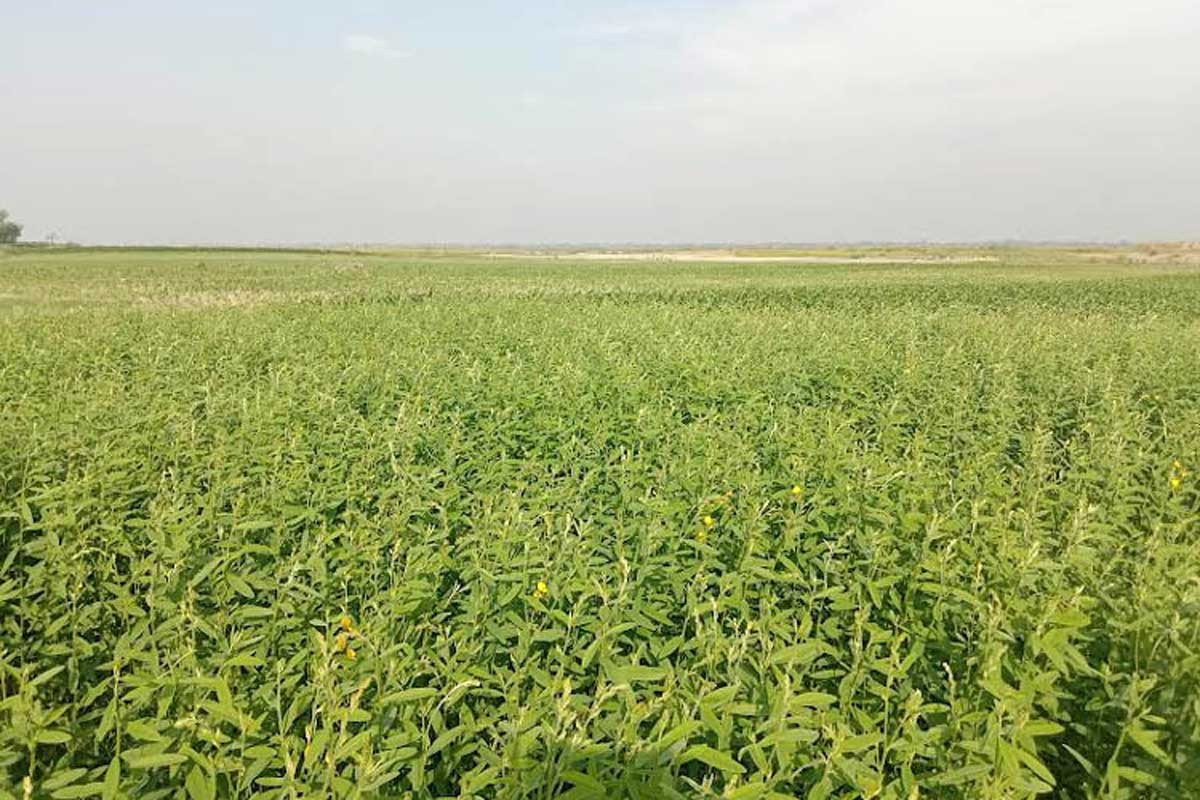 যমুনার চরে বৈচিত্র্যময় ফসলের সমারোহ