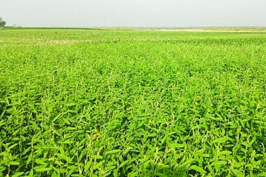 যমুনার চরে সবুজের সমারোহ