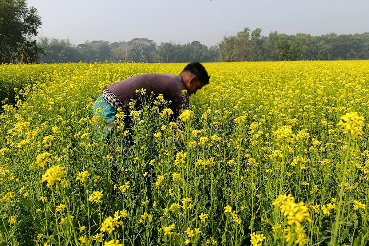 ধূসর ভূমিতে হলুদের ছোঁয়া