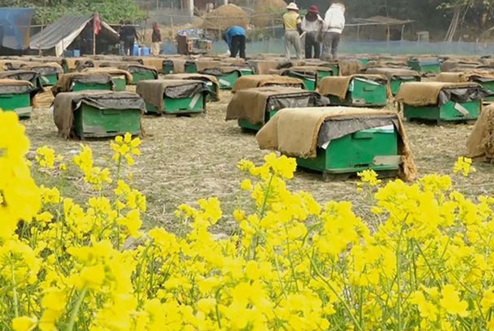 সরিষা ফুলের মধু সংগ্রহে ব্যস্ত মৌচাষিরা