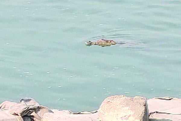 রাজবাড়ীর পদ্মা নদীতে কুমির আতঙ্কে স্থানীয়রা