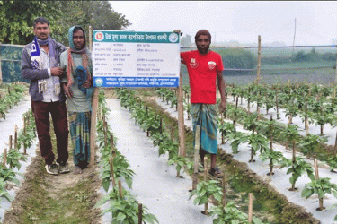 নবীনগরে প্রথমবার বাণিজ্যিক ক্যাপসিকাম চাষ