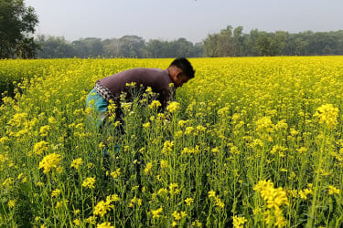 ধূসর ভূমিতে হলুদের ছোঁয়া