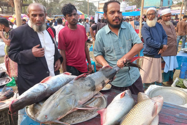 এক বাঘাইড় মাছ আড়াই লাখ টাকা