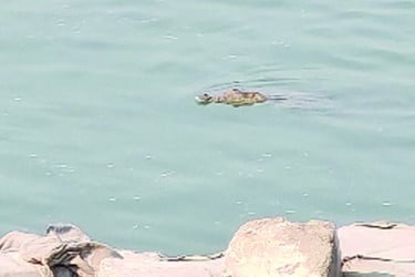 রাজবাড়ীর পদ্মা নদীতে কুমির আতঙ্কে স্থানীয়রা