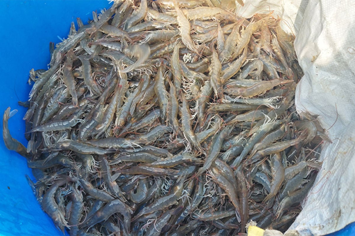 ভেনামি চিংড়ি চাষে পোনা আমাদানির নতুন ও বিদ্যমান অনুমোদন স্থগিত | |  বাংলাদেশ প্রতিদিন