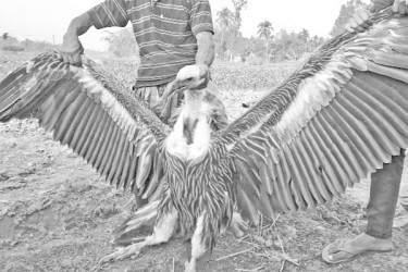 বিরল প্রজাতির অসুস্থ শকুন উদ্ধার