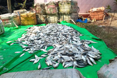 নোয়াখালীতে ২৫০০ কেজি জাটকা জব্দ