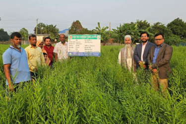 সরিষা উৎপাদনে বিপ্লব আনবে বারি সরিষা–২০