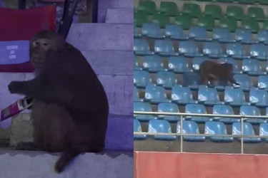 ইন্ডিয়া ওপেনে মানুষ নয়, গ্যালারিতে বসে খেলা দেখছে বানর