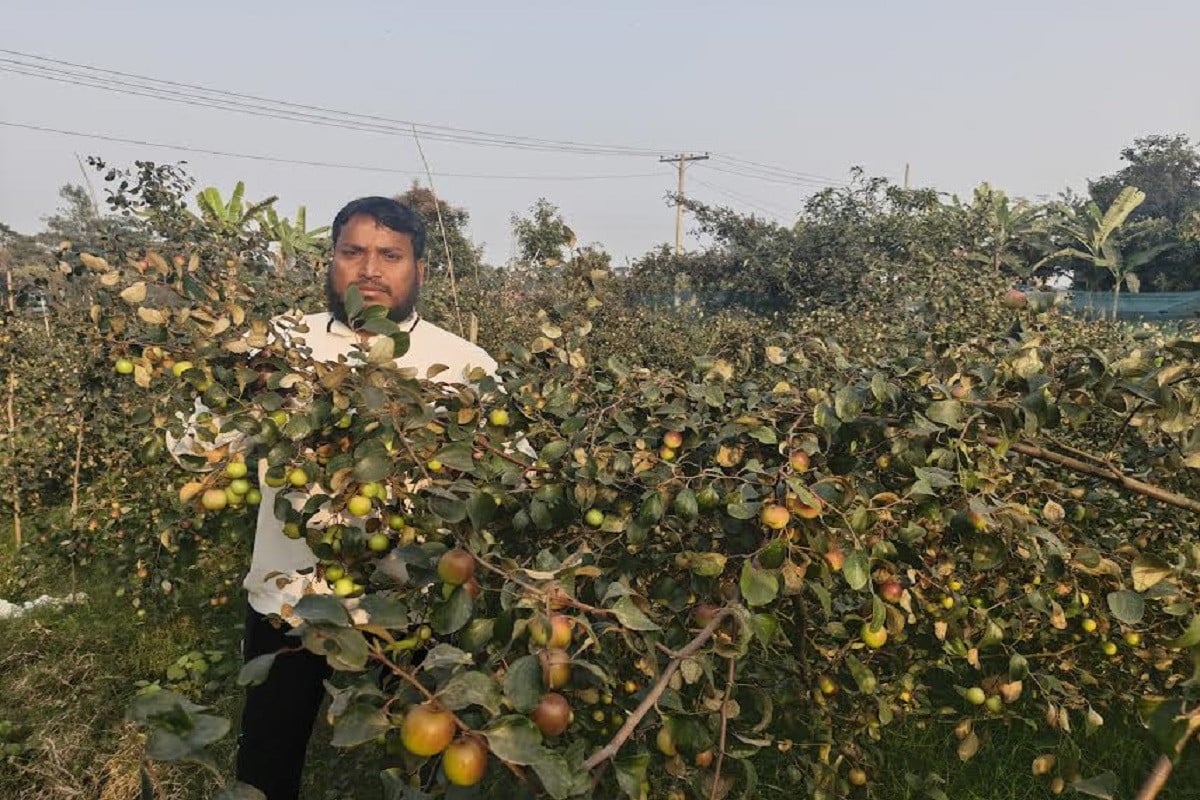বিদেশ না গিয়ে ইউটিউব দেখে কুল চাষে ভাগ্য বদল করেছেন মকবুল