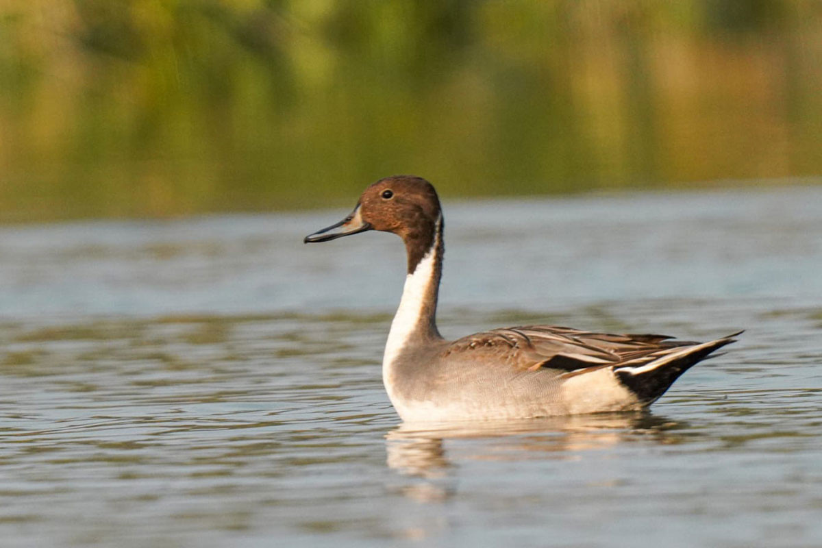 উত্তুরে ল্যাঞ্জাহাঁস; স্ত্রী ডাকে প্যাঁকপ্যাঁক, বাঁশির সুরে পুরুষ