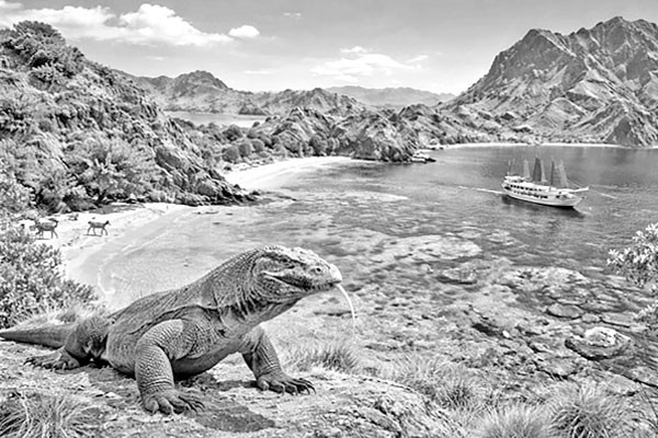 জীবন্ত ড্রাগনের দেশ কমোডো