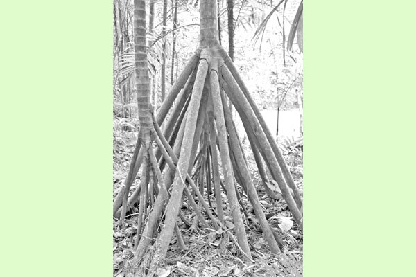 অদ্ভুত চরিত্রের ‘হাঁটা গাছ’!