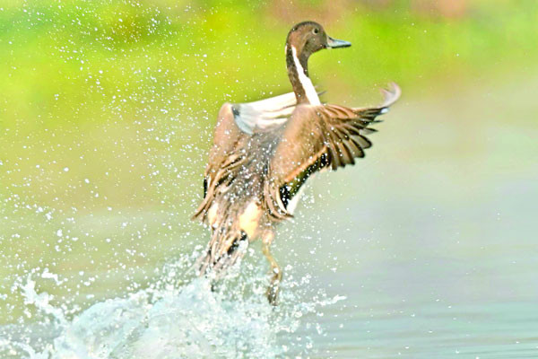 উত্তুরে ল্যাঞ্জাহাঁস এখন বিপদগ্রস্ত