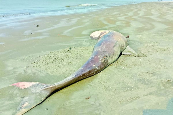 কুয়াকাটা সৈকতে ভেসে এলো মৃত ডলফিন