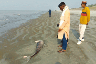 কুয়াকাটা সৈকতে ফের মৃত ডলফিন, মৃত্যুর কারণ নিয়ে প্রশ্ন