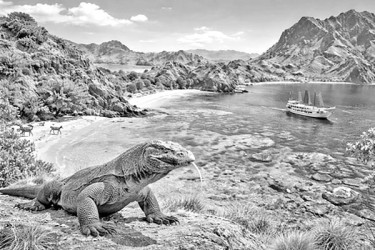 জীবন্ত ড্রাগনের দেশ কমোডো