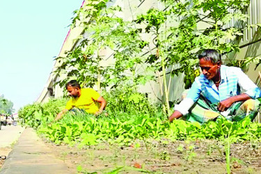 মহাসড়কের ডিভাইডারে সবুজের সাম্রাজ্য