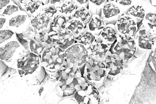 উন্নত প্রযুক্তিতে চারা উৎপাদন বদলে যাচ্ছে কৃষি