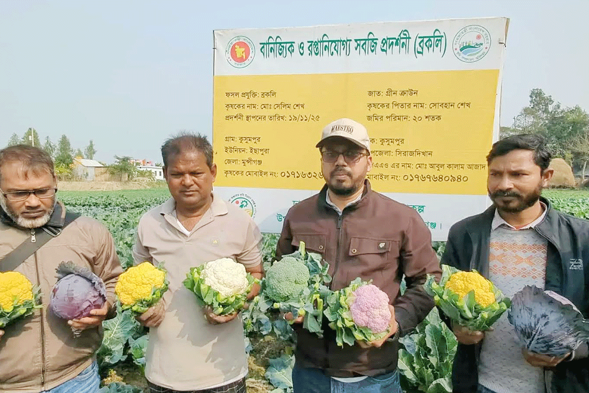 মুন্সীগঞ্জে রঙিন কপি চাষে আগ্রহ বাড়ছে কৃষকদের