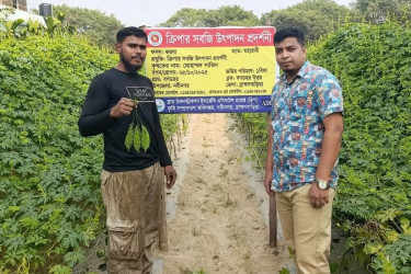 করলা চাষে সফল প্রবাস ফেরত যুবক সাজিদ