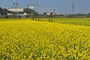 রেকর্ড আবাদে শেরপুরের চরাঞ্চল ভরে গেছে সরিষা ফুলে