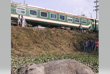 সিলেটে ট্রেনের ধাক্কায় হাতি খাদে, ১৮ ঘণ্টা পর উদ্ধার