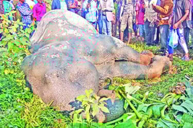 হাতি উদ্ধারে ১৮ ঘণ্টার অভিযান