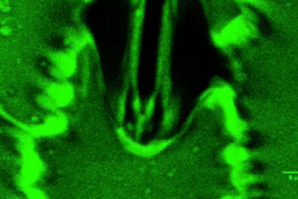 প্রথমবারের মতো উদ্ভিদের শ্বাসপ্রশ্বাস প্রক্রিয়া চোখে দেখল মানুষ