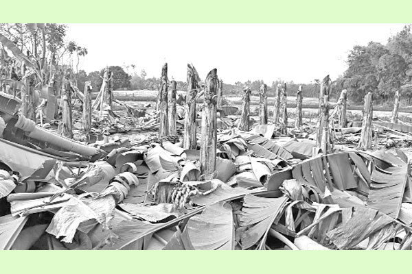 রাতে তিন শতাধিক কলাগাছ কেটে ফেলল দুর্বৃত্তরা