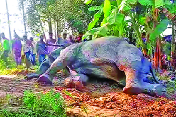 সিলেটে ট্রেনের ধাক্কায় আহত হাতির মৃত্যু