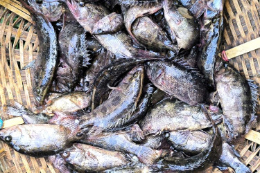 নীরবে অস্তিত্ব হারাচ্ছে ‘ভেদা মাছ’