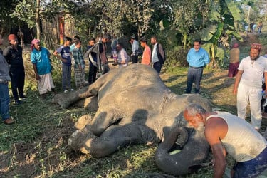 বিয়েতে আসা সেই হাতিটি মারা গেছে