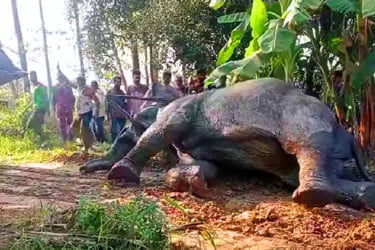 মারা গেছে সেই হাতিটি