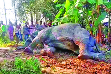 সিলেটে ট্রেনের ধাক্কায় আহত হাতির মৃত্যু