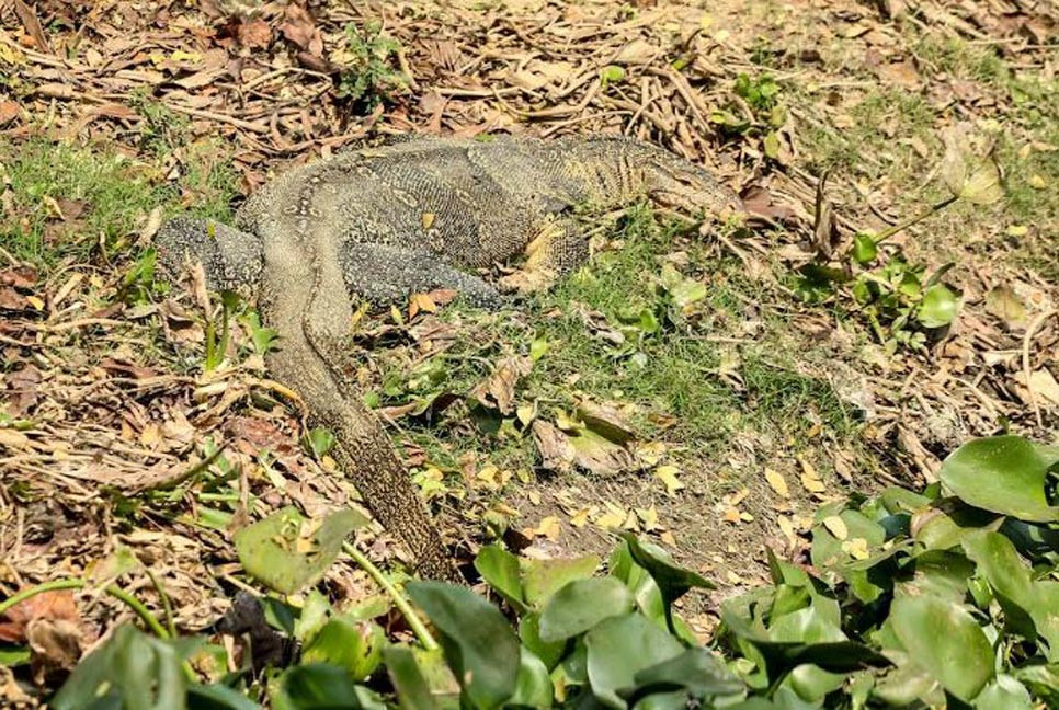 দেড় শতাধিক গুইসাপের নিরাপদ আবাস তীরচর গ্রাম