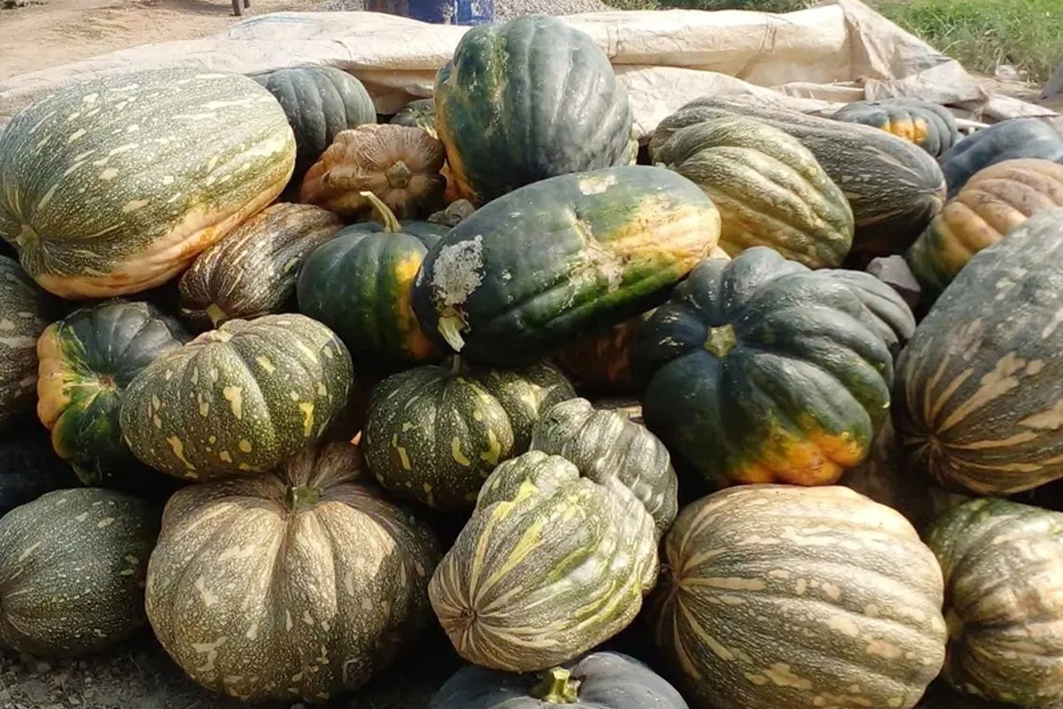 জিআই স্বীকৃতির অপেক্ষায় আড়িয়ল বিলের বড় কুমড়া